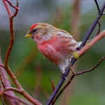 IMG_8968-2