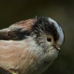 IMG_9919