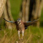 IMG_2038