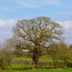 IMG_2255