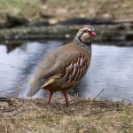 IMG_2631