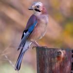 image_1841e-Eurasian-Jay