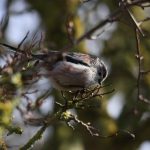 LONG TAILED TIT (2)