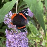 IMG_6454